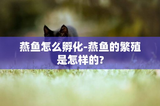 燕魚怎么孵化-燕魚的繁殖是怎樣的?