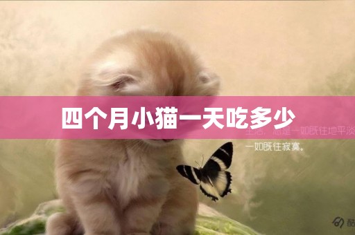 四個月小貓一天吃多少