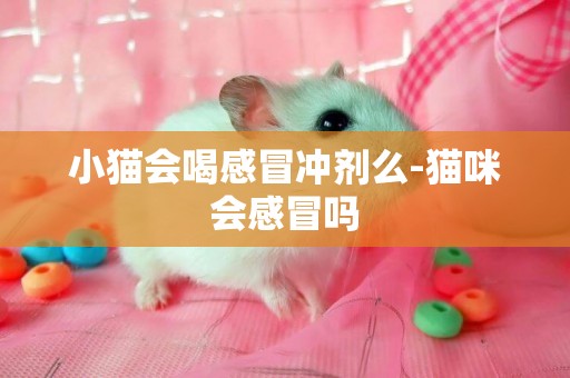 小貓會喝感冒沖劑么-貓咪會感冒嗎