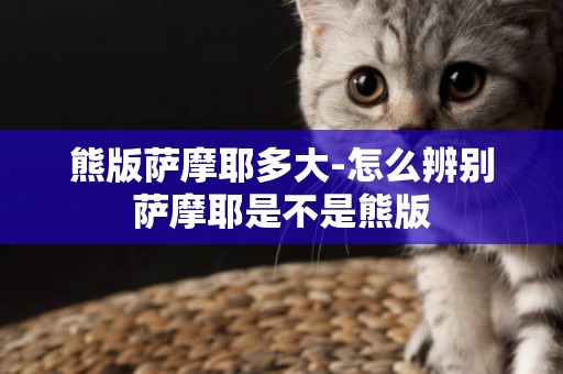 熊版薩摩耶多大-怎么辨別薩摩耶是不是熊版