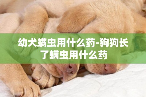 幼犬螨蟲用什么藥-狗狗長了螨蟲用什么藥
