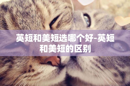 英短和美短選哪個好-英短和美短的區別