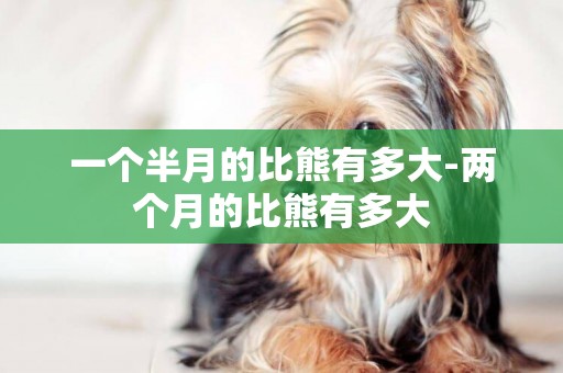 一個半月的比熊有多大-兩個月的比熊有多大
