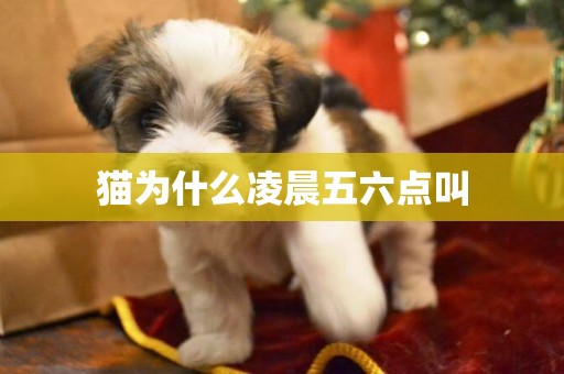 貓為什么凌晨五六點叫