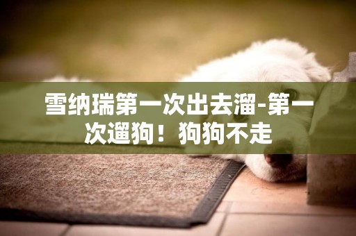 雪納瑞第一次出去溜-第一次遛狗！狗狗不走