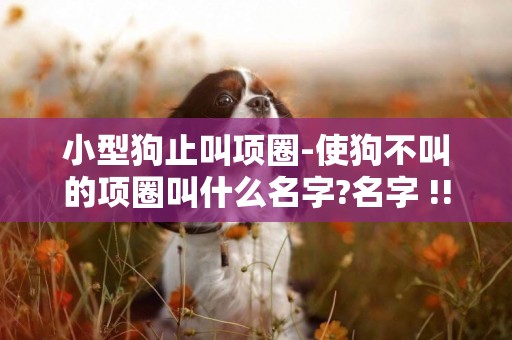 小型狗止叫項圈-使狗不叫的項圈叫什么名字?名字 !!!