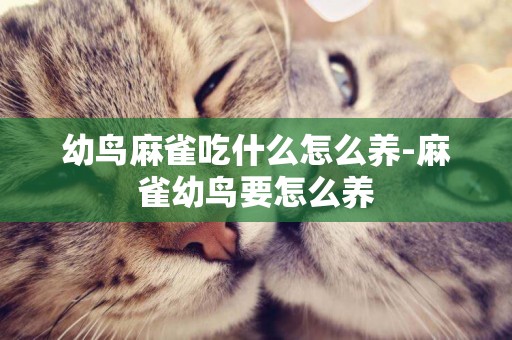 幼鳥麻雀吃什么怎么養-麻雀幼鳥要怎么養