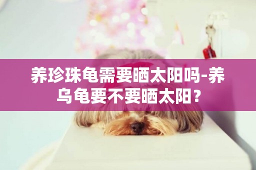 養珍珠龜需要曬太陽嗎-養烏龜要不要曬太陽？