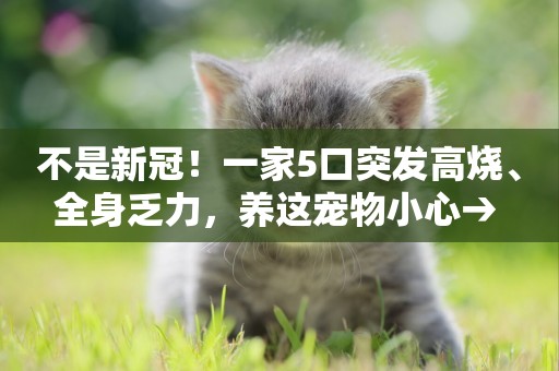不是新冠！一家5口突發高燒、全身乏力，養這寵物小心→ 