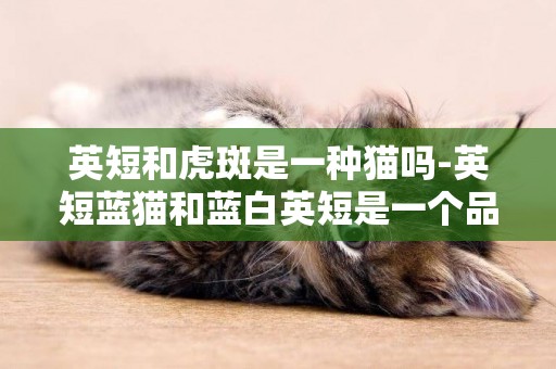英短和虎斑是一種貓嗎-英短藍貓和藍白英短是一個品種嗎？