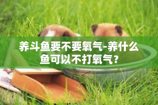 養斗魚要不要氧氣-養什么魚可以不打氧氣？