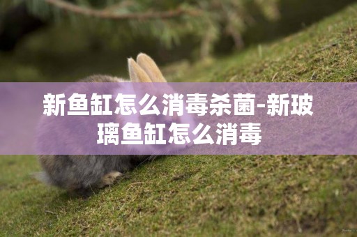 新魚缸怎么消毒殺菌-新玻璃魚缸怎么消毒