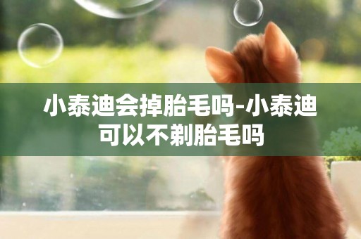 小泰迪會掉胎毛嗎-小泰迪可以不剃胎毛嗎