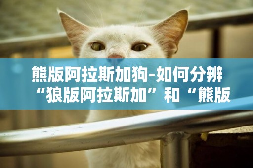 熊版阿拉斯加狗-如何分辨“狼版阿拉斯加”和“熊版阿拉斯加”?