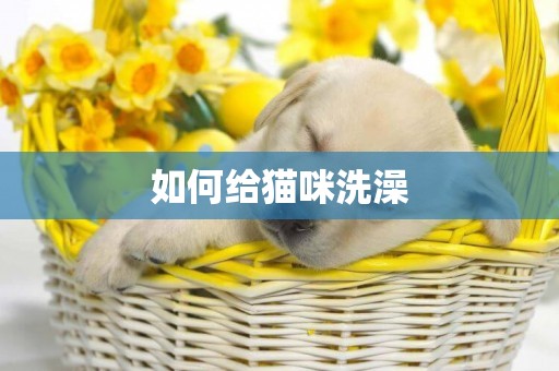 如何給貓咪洗澡