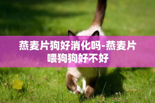 燕麥片狗好消化嗎-燕麥片喂狗狗好不好