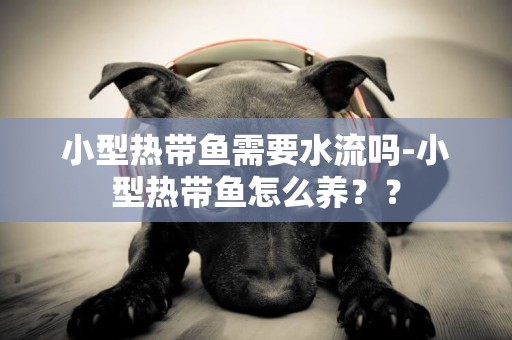 小型熱帶魚需要水流嗎-小型熱帶魚怎么養？？