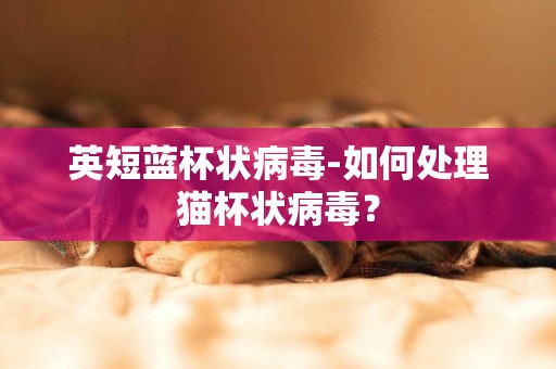 英短藍杯狀病毒-如何處理貓杯狀病毒？