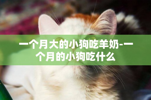 一個月大的小狗吃羊奶-一個月的小狗吃什么