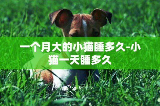 一個月大的小貓睡多久-小貓一天睡多久