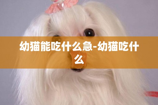 幼貓能吃什么急-幼貓吃什么