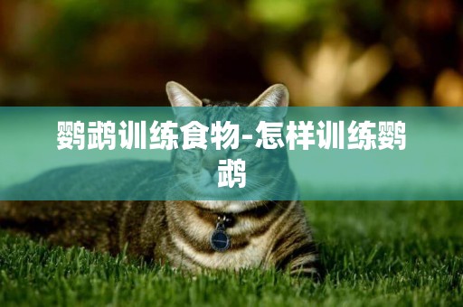 鸚鵡訓練食物-怎樣訓練鸚鵡
