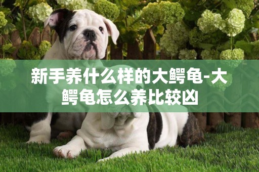 新手養什么樣的大鱷龜-大鱷龜怎么養比較兇