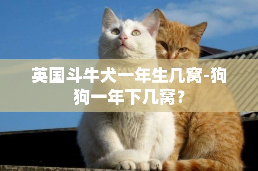 英國斗牛犬一年生幾窩-狗狗一年下幾窩？