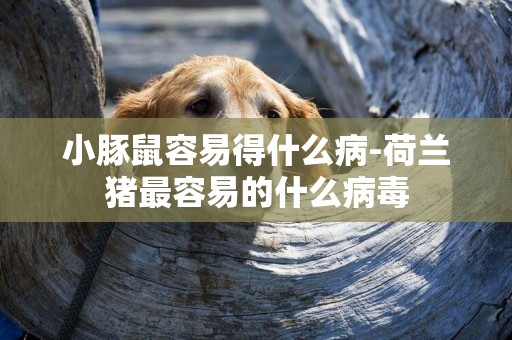 小豚鼠容易得什么病-荷蘭豬最容易的什么病毒