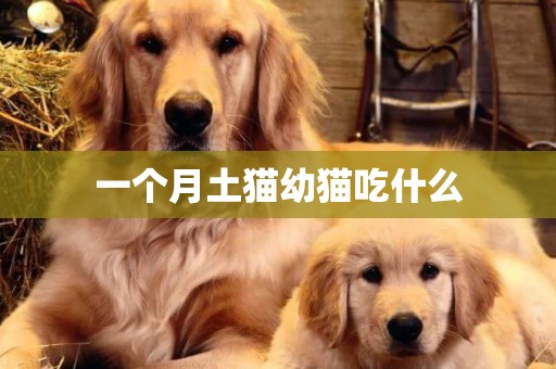 一個月土貓幼貓吃什么