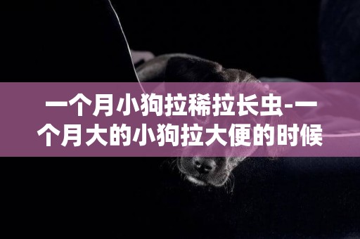 一個月小狗拉稀拉長蟲-一個月大的小狗拉大便的時候拉出蟲子。