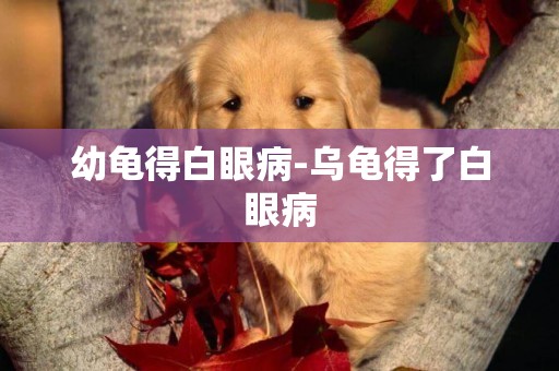 幼龜得白眼病-烏龜得了白眼病