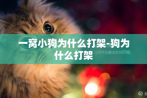 一窩小狗為什么打架-狗為什么打架