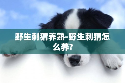野生刺猬養熟-野生刺猬怎么養?