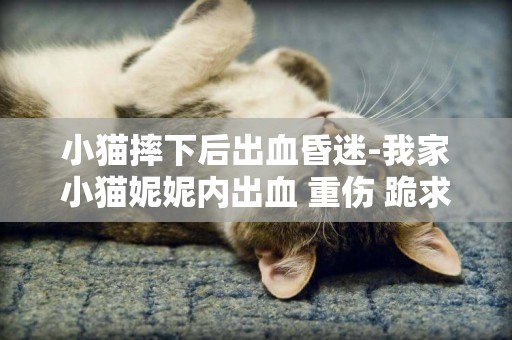 小貓摔下后出血昏迷-我家小貓妮妮內出血 重傷 跪求救救它的命吧