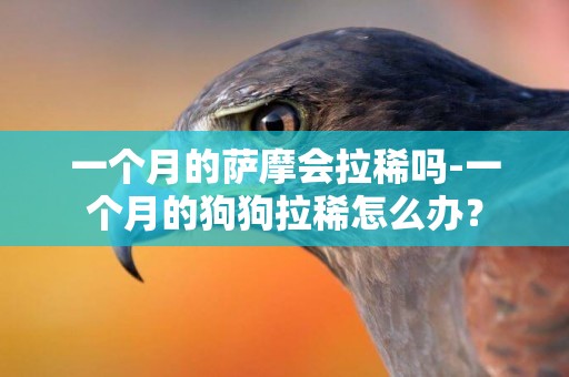 一個月的薩摩會拉稀嗎-一個月的狗狗拉稀怎么辦？