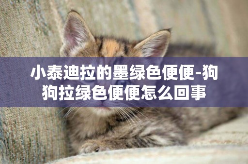 小泰迪拉的墨綠色便便-狗狗拉綠色便便怎么回事