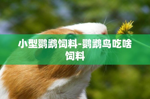 小型鸚鵡飼料-鸚鵡鳥吃啥飼料