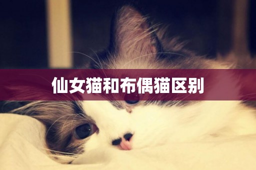 仙女貓和布偶貓區別