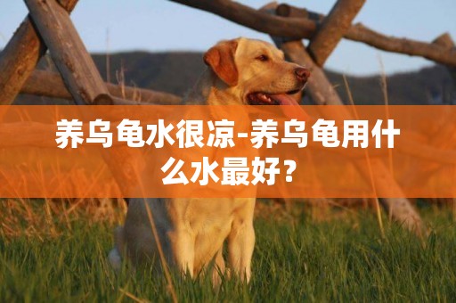 養烏龜水很涼-養烏龜用什么水最好？