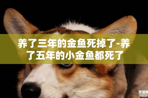 養了三年的金魚死掉了-養了五年的小金魚都死了
