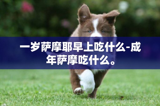 一歲薩摩耶早上吃什么-成年薩摩吃什么。
