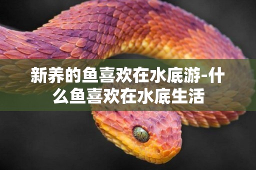 新養的魚喜歡在水底游-什么魚喜歡在水底生活
