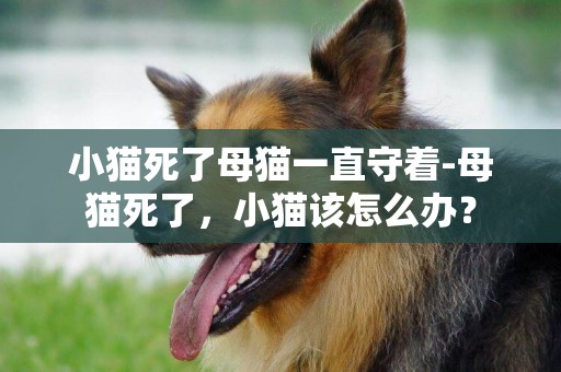 小貓死了母貓一直守著-母貓死了，小貓該怎么辦？