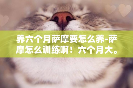 養六個月薩摩要怎么養-薩摩怎么訓練啊！六個月大。