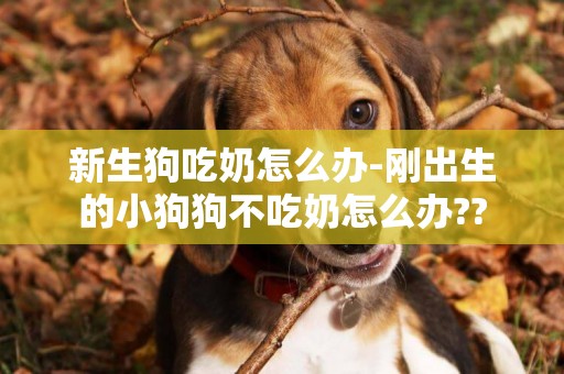新生狗吃奶怎么辦-剛出生的小狗狗不吃奶怎么辦??