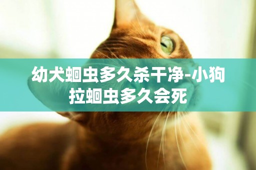 幼犬蛔蟲多久殺干凈-小狗拉蛔蟲多久會死