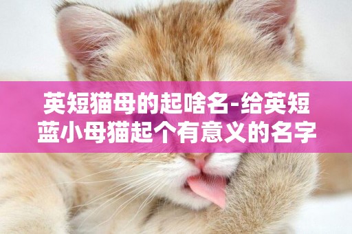 英短貓母的起啥名-給英短藍小母貓起個有意義的名字
