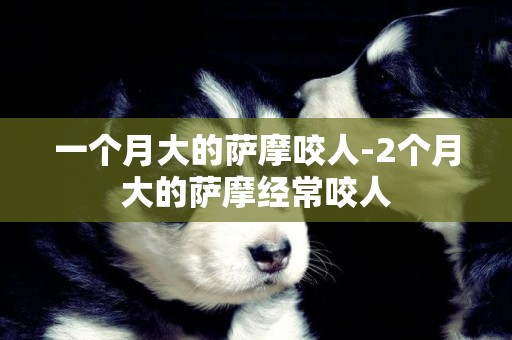 一個月大的薩摩咬人-2個月大的薩摩經常咬人