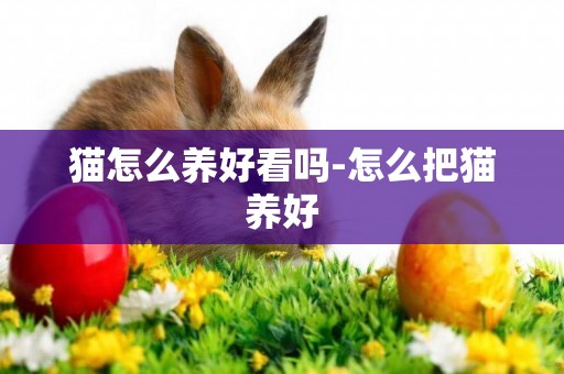 貓怎么養好看嗎-怎么把貓養好